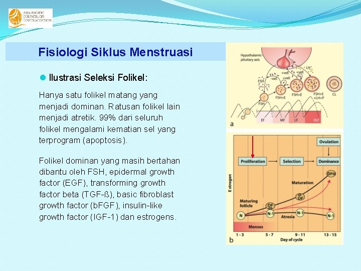 Fisiologi Siklus Menstruasi l Ilustrasi Seleksi Folikel: Hanya satu folikel matang yang menjadi dominan.