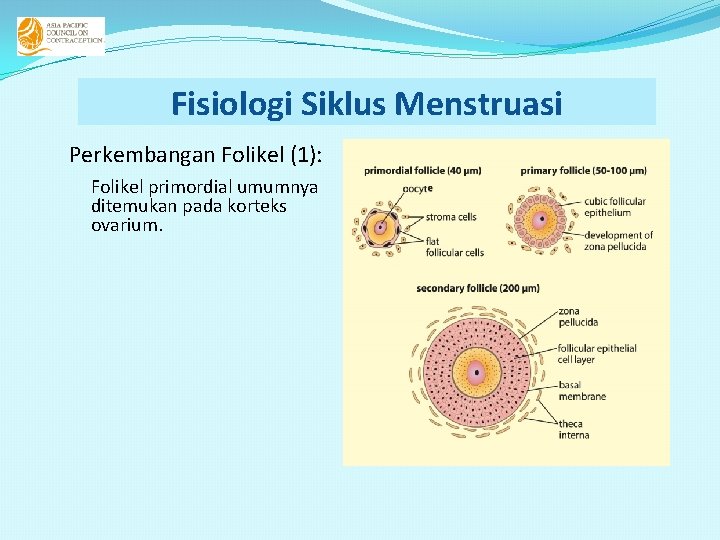 Fisiologi Siklus Menstruasi Perkembangan Folikel (1): Folikel primordial umumnya ditemukan pada korteks ovarium. 