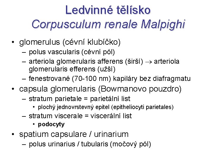 Ledvinné tělísko Corpusculum renale Malpighi • glomerulus (cévní klubíčko) – polus vascularis (cévní pól)