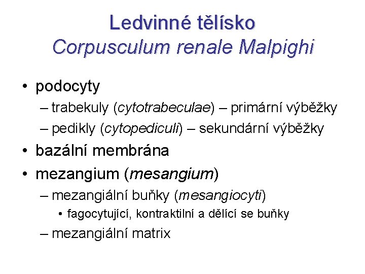 Ledvinné tělísko Corpusculum renale Malpighi • podocyty – trabekuly (cytotrabeculae) – primární výběžky –