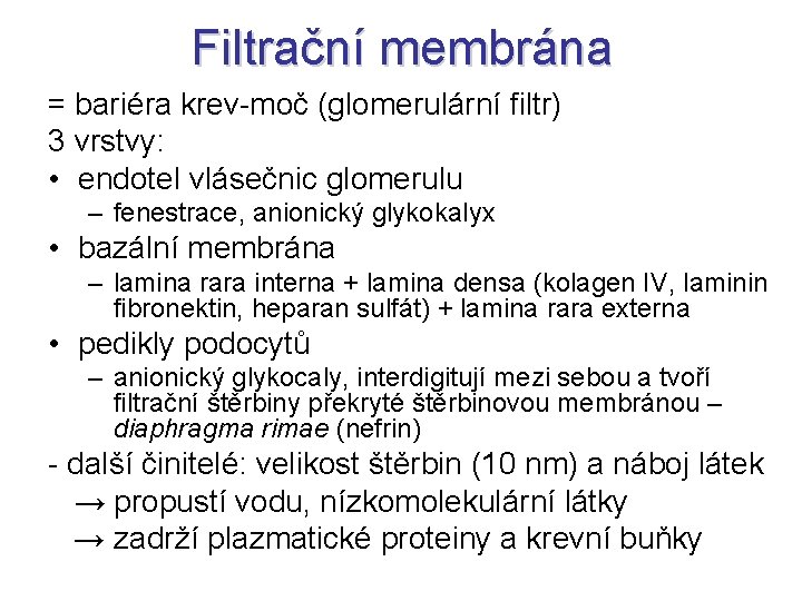 Filtrační membrána = bariéra krev-moč (glomerulární filtr) 3 vrstvy: • endotel vlásečnic glomerulu –