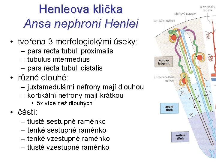 Henleova klička Ansa nephroni Henlei • tvořena 3 morfologickými úseky: – pars recta tubuli