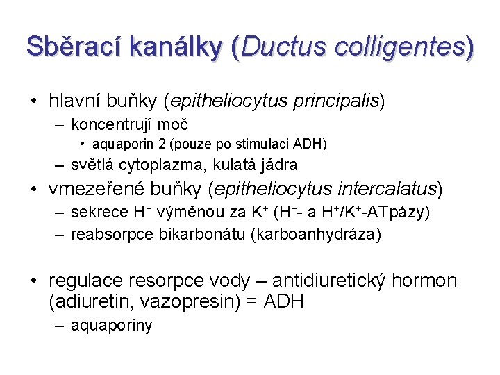 Sběrací kanálky (Ductus colligentes) • hlavní buňky (epitheliocytus principalis) – koncentrují moč • aquaporin