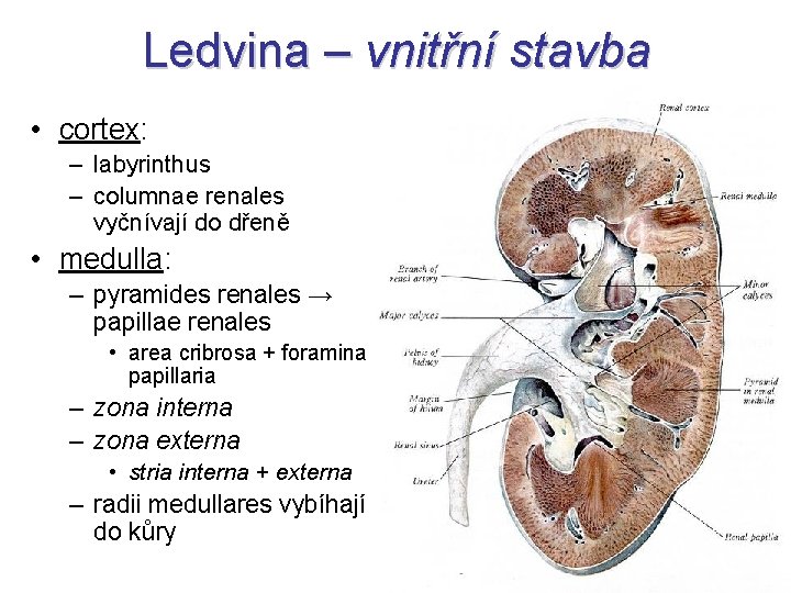 Ledvina – vnitřní stavba • cortex: – labyrinthus – columnae renales vyčnívají do dřeně