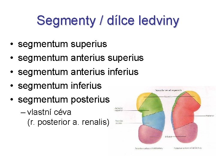 Segmenty / dílce ledviny • • • segmentum superius segmentum anterius inferius segmentum posterius