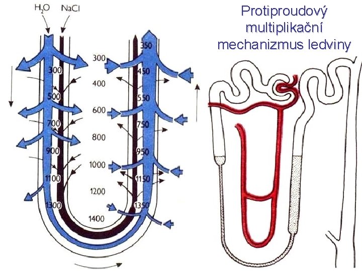 Protiproudový multiplikační mechanizmus ledviny 