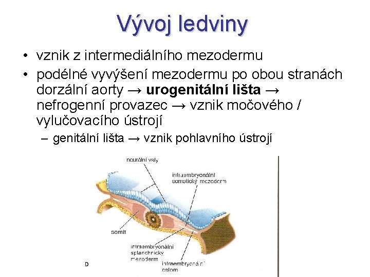 Vývoj ledviny • vznik z intermediálního mezodermu • podélné vyvýšení mezodermu po obou stranách