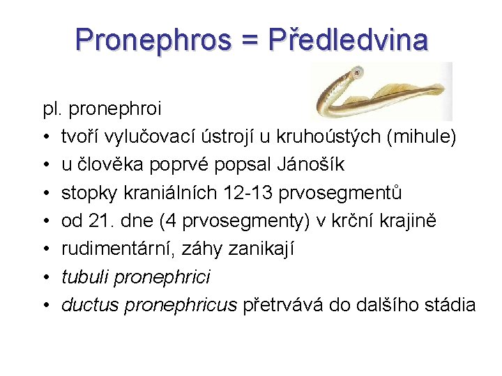 Pronephros = Předledvina pl. pronephroi • tvoří vylučovací ústrojí u kruhoústých (mihule) • u