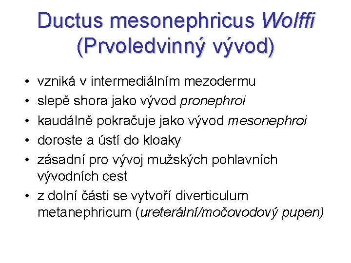 Ductus mesonephricus Wolffi (Prvoledvinný vývod) • • • vzniká v intermediálním mezodermu slepě shora