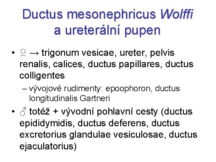 Ductus mesonephricus Wolffi a ureterální pupen • ♀ → trigonum vesicae, ureter, pelvis renalis,