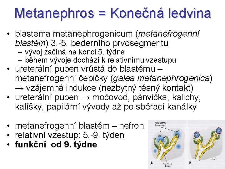 Metanephros = Konečná ledvina • blastema metanephrogenicum (metanefrogenní blastém) 3. -5. bederního prvosegmentu –