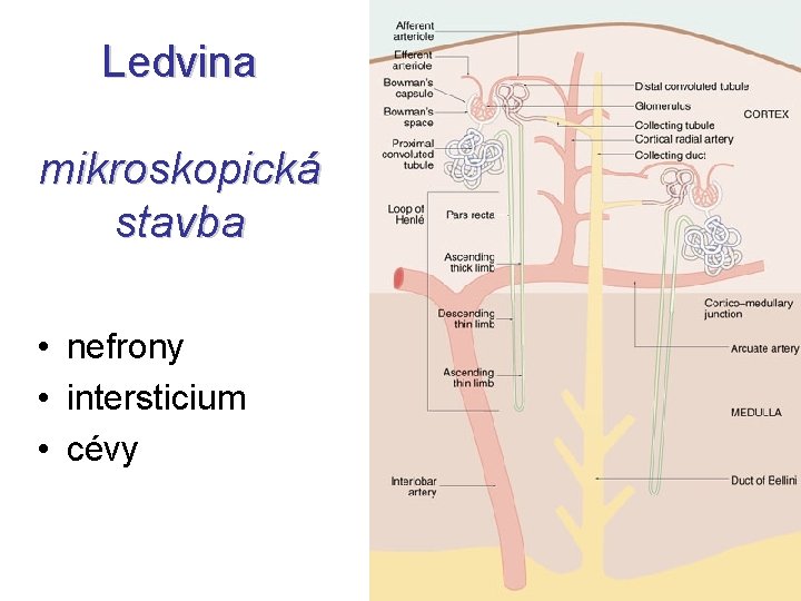 Ledvina mikroskopická stavba • nefrony • intersticium • cévy 