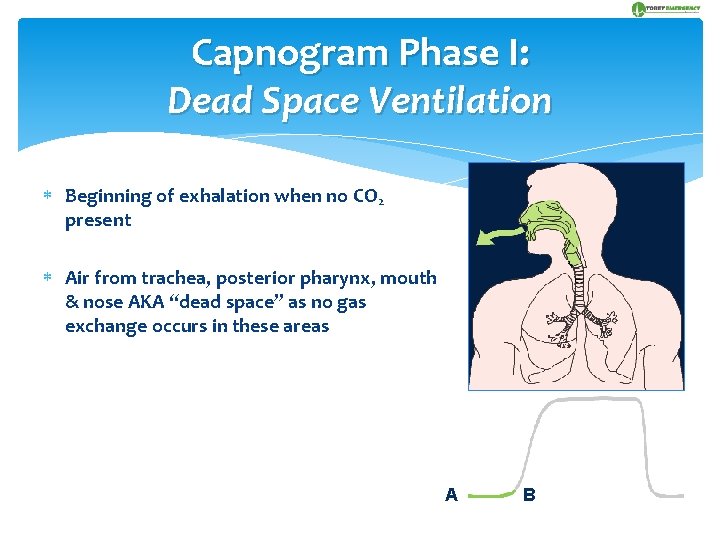 Capnogram Phase I: Dead Space Ventilation Beginning of exhalation when no CO 2 present