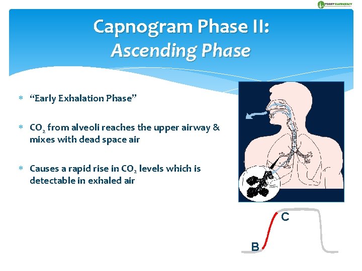 Capnogram Phase II: Ascending Phase “Early Exhalation Phase” CO 2 from alveoli reaches the