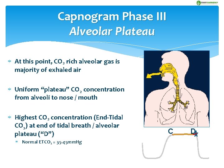 Capnogram Phase III Alveolar Plateau At this point, CO 2 rich alveolar gas is