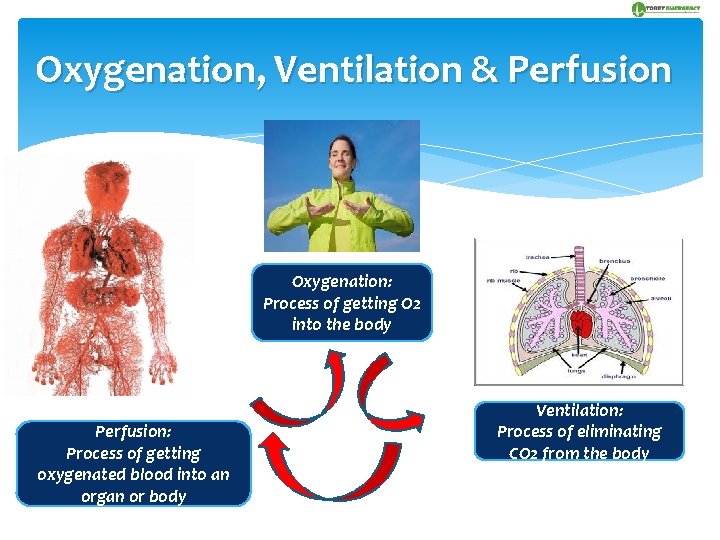 Oxygenation, Ventilation & Perfusion Oxygenation: Process of getting O 2 into the body Perfusion:
