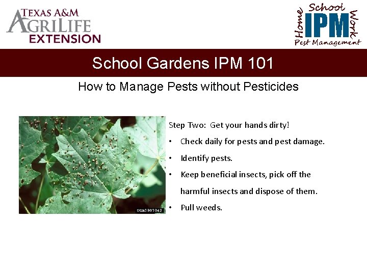 School Home Work IPM Pest Management School Gardens IPM 101 How to Manage Pests