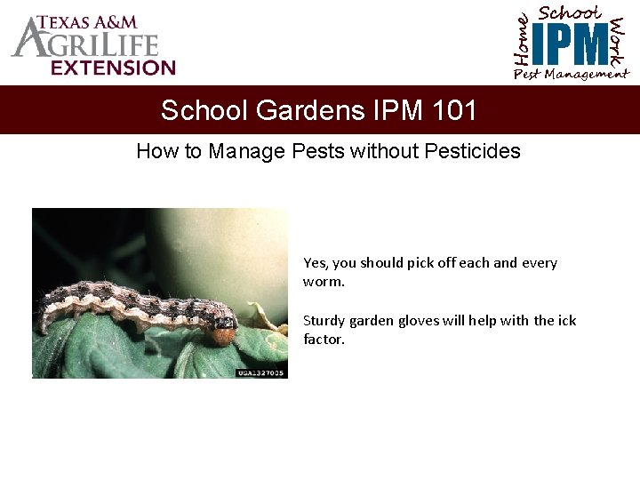 School Home Work IPM Pest Management School Gardens IPM 101 How to Manage Pests