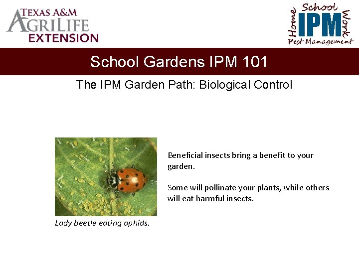 School Home Work IPM Pest Management School Gardens IPM 101 The IPM Garden Path: