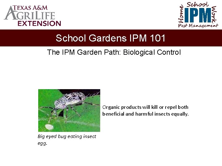 School Home Work IPM Pest Management School Gardens IPM 101 The IPM Garden Path: