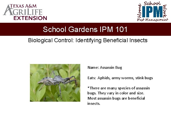 School Home Work IPM Pest Management School Gardens IPM 101 Biological Control: Identifying Beneficial