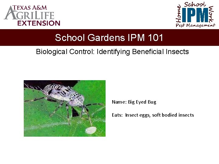 School Home Work IPM Pest Management School Gardens IPM 101 Biological Control: Identifying Beneficial