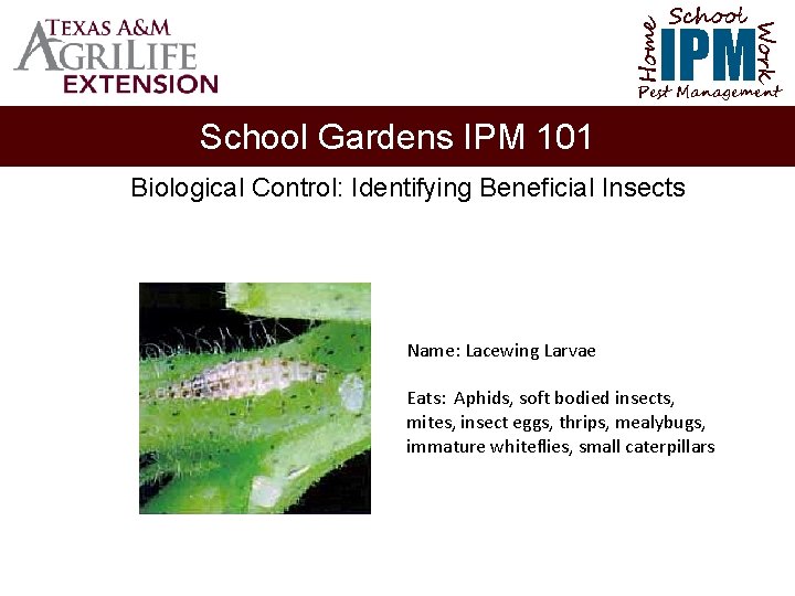 School Home Work IPM Pest Management School Gardens IPM 101 Biological Control: Identifying Beneficial
