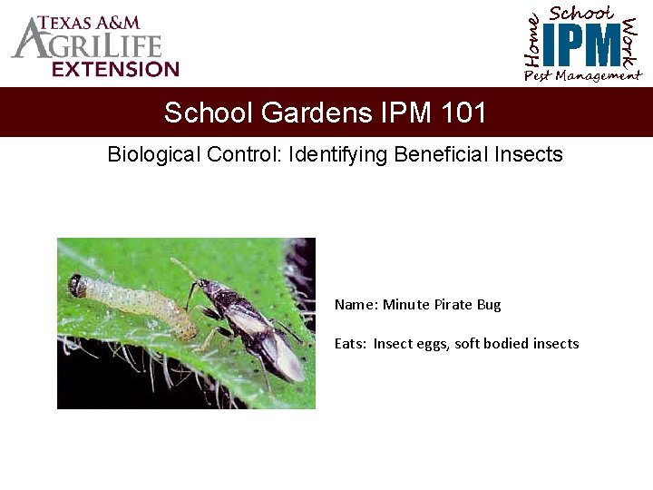 School Home Work IPM Pest Management School Gardens IPM 101 Biological Control: Identifying Beneficial