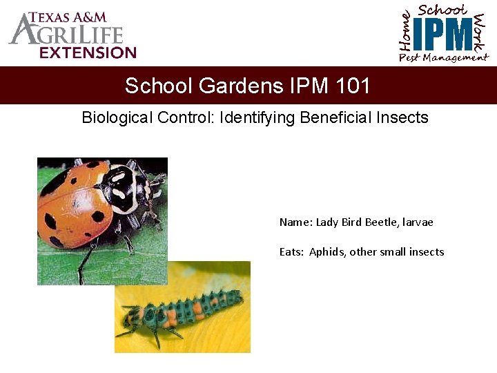 School Home Work IPM Pest Management School Gardens IPM 101 Biological Control: Identifying Beneficial