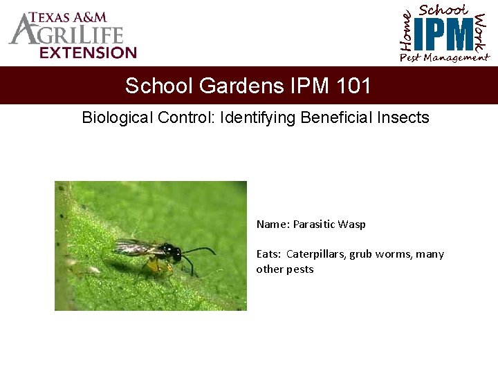 School Home Work IPM Pest Management School Gardens IPM 101 Biological Control: Identifying Beneficial