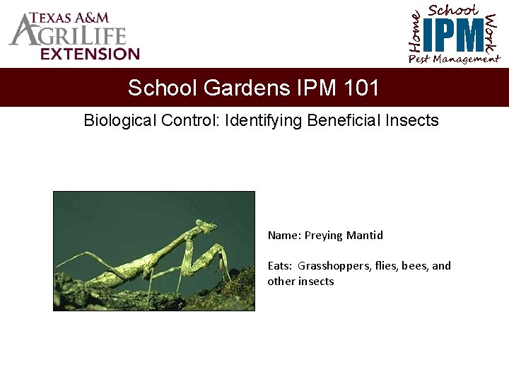 School Home Work IPM Pest Management School Gardens IPM 101 Biological Control: Identifying Beneficial