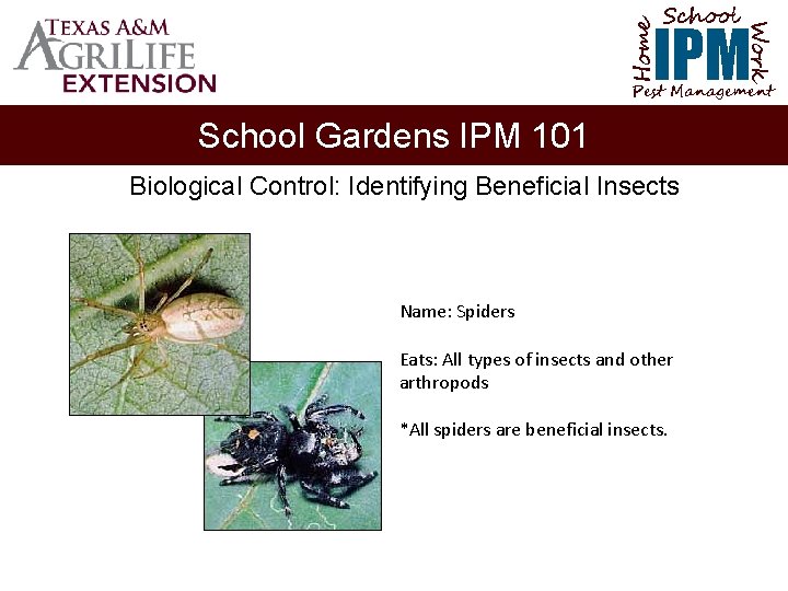 School Home Work IPM Pest Management School Gardens IPM 101 Biological Control: Identifying Beneficial