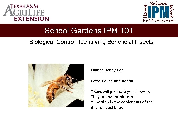 School Home Work IPM Pest Management School Gardens IPM 101 Biological Control: Identifying Beneficial