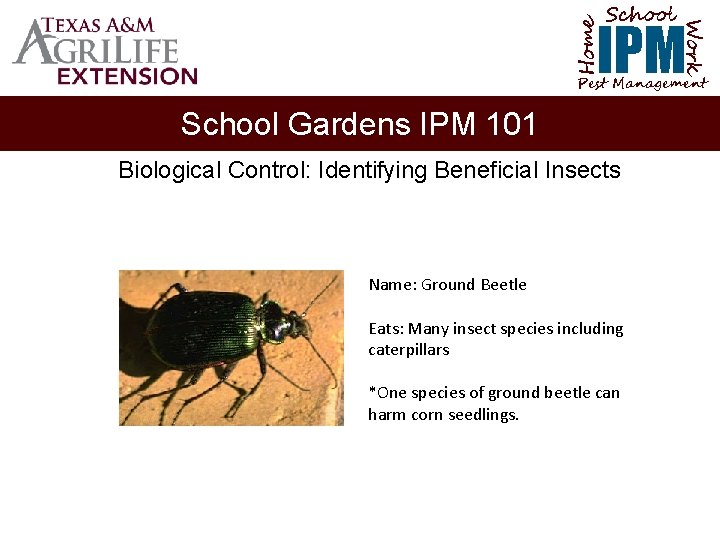 School Home Work IPM Pest Management School Gardens IPM 101 Biological Control: Identifying Beneficial