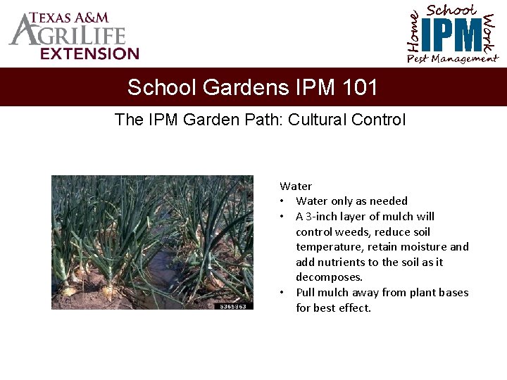 School Home Work IPM Pest Management School Gardens IPM 101 The IPM Garden Path: