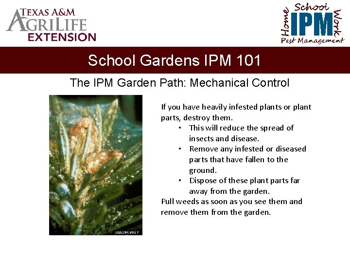 School Home Work IPM Pest Management School Gardens IPM 101 The IPM Garden Path: