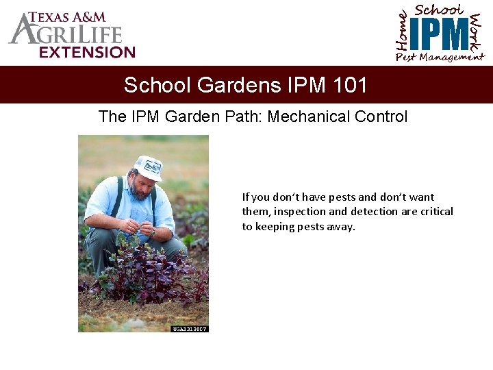 School Home Work IPM Pest Management School Gardens IPM 101 The IPM Garden Path: