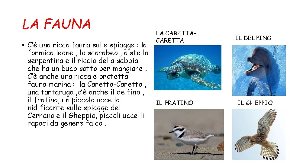 LA FAUNA • C’è una ricca fauna sulle spiagge : la formica leone ,