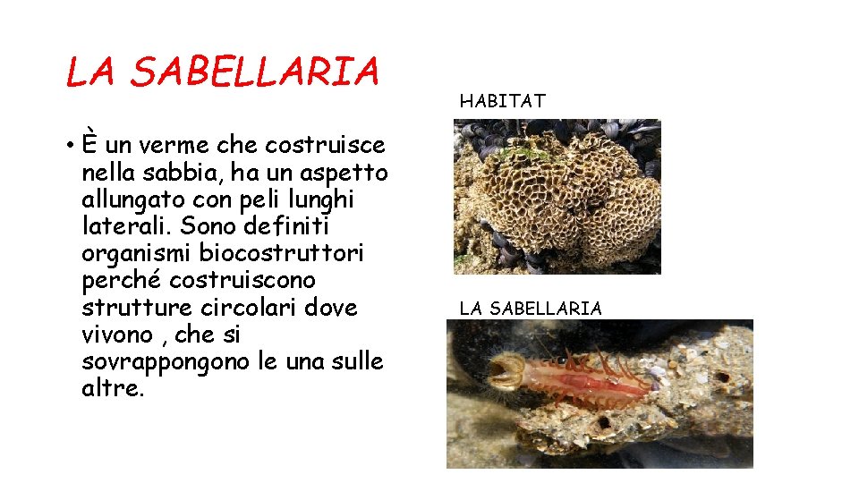 LA SABELLARIA • È un verme che costruisce nella sabbia, ha un aspetto allungato