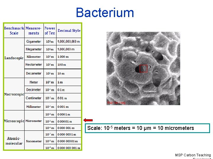 Bacterium Scale: 10 -5 meters = 10 µm = 10 micrometers MSP Carbon Teaching