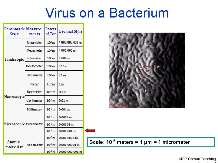 Virus on a Bacterium Scale: 10 -6 meters = 1 µm = 1 micrometer