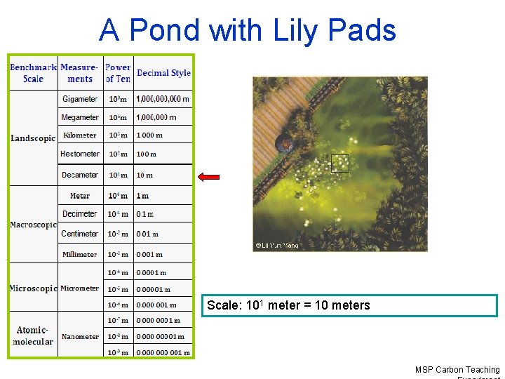 A Pond with Lily Pads Scale: 101 meter = 10 meters MSP Carbon Teaching