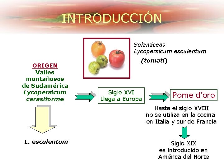 INTRODUCCIÓN Solanáceas Lycopersicum esculentum ORIGEN Valles montañosos de Sudamérica Lycopersicum cerasiforme (tomatl) Siglo XVI