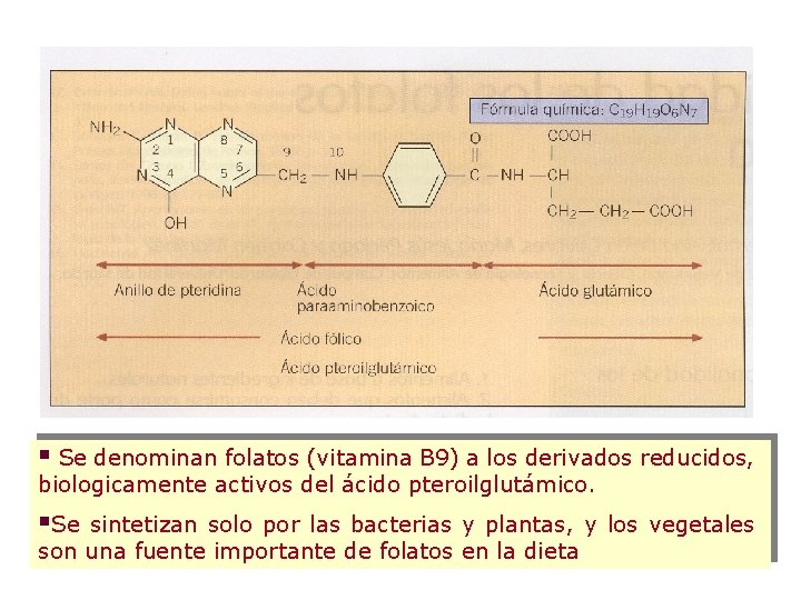 § Se denominan folatos (vitamina B 9) a los derivados reducidos, biologicamente activos del