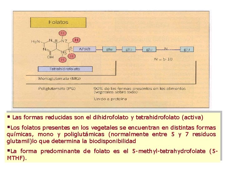 § Las formas reducidas son el dihidrofolato y tetrahidrofolato (activa) §Los folatos presentes en