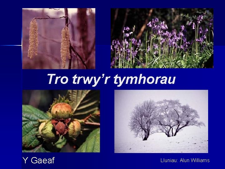 Tro trwy’r tymhorau Y Gaeaf Lluniau: Alun Williams 