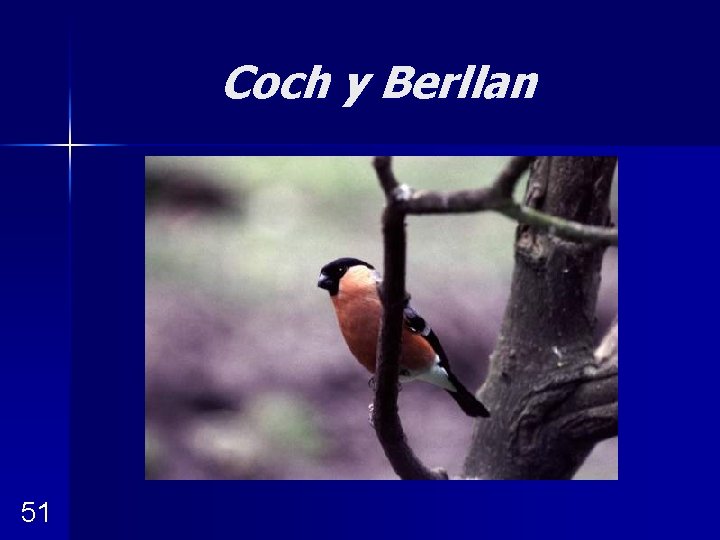 Coch y Berllan 51 