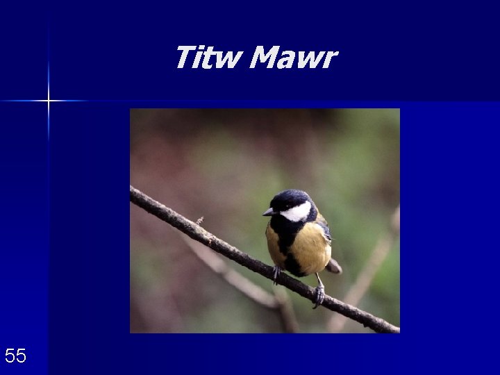 Titw Mawr 55 