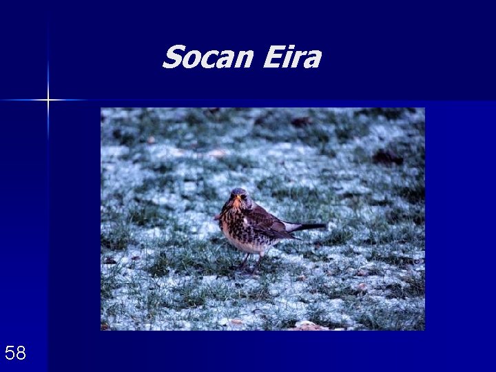 Socan Eira 58 