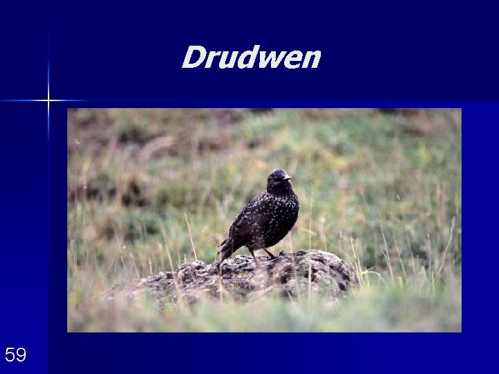 Drudwen 59 